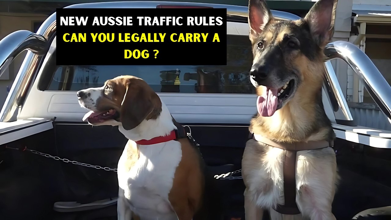 Can You Legally Carry a Dog in the Back of a Ute?