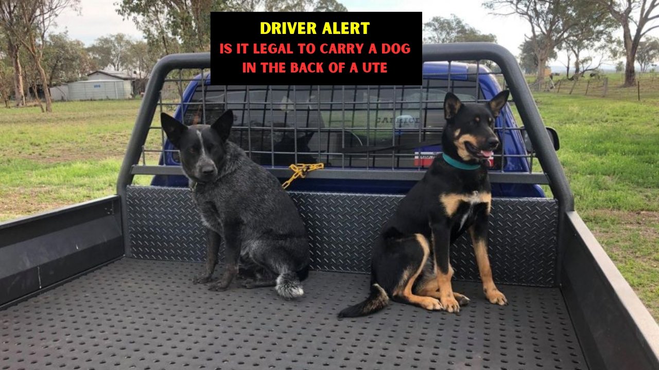 Driver Alert Is It Legal to Carry a Dog in the Back of a Ute